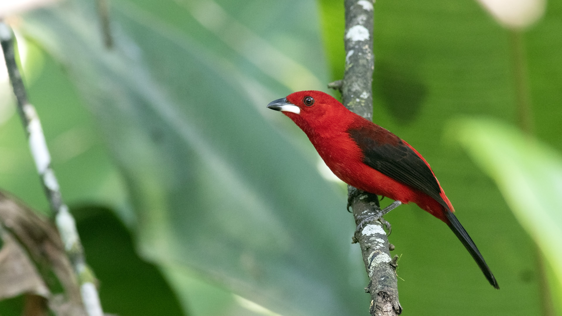 Brazilian Tanager